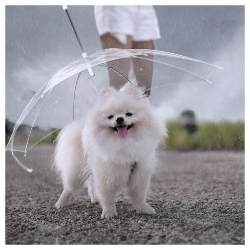 parasol dla psa