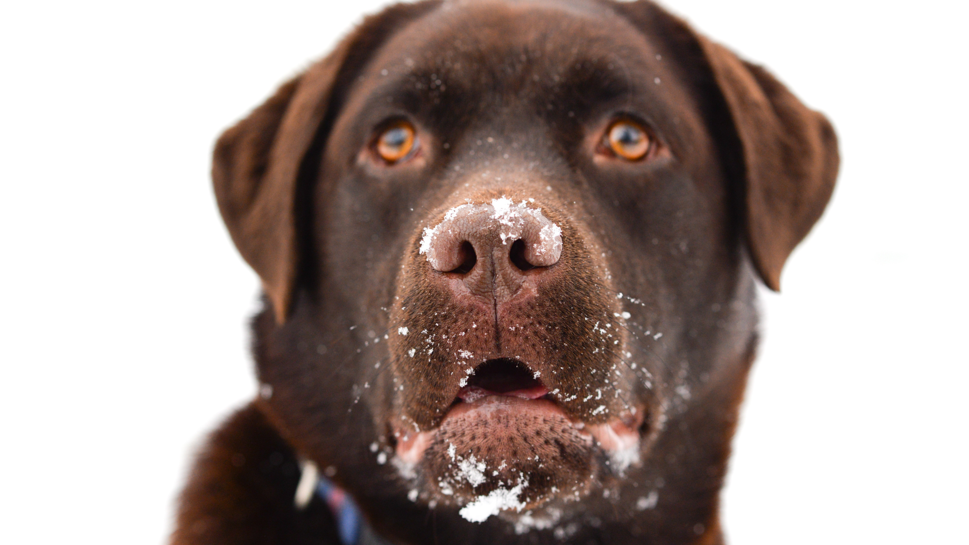 Co oznacza suchy nos u psa?