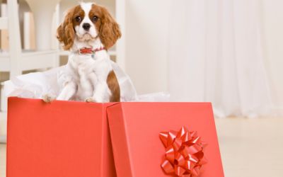 Czy pies na prezent pod choinkę to dobry pomysł? Nie kupuj w pseudohodowli
