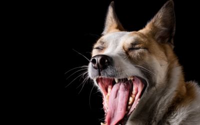 Język psów, czy pies przemówi w Wigilię ludzkim głosem?