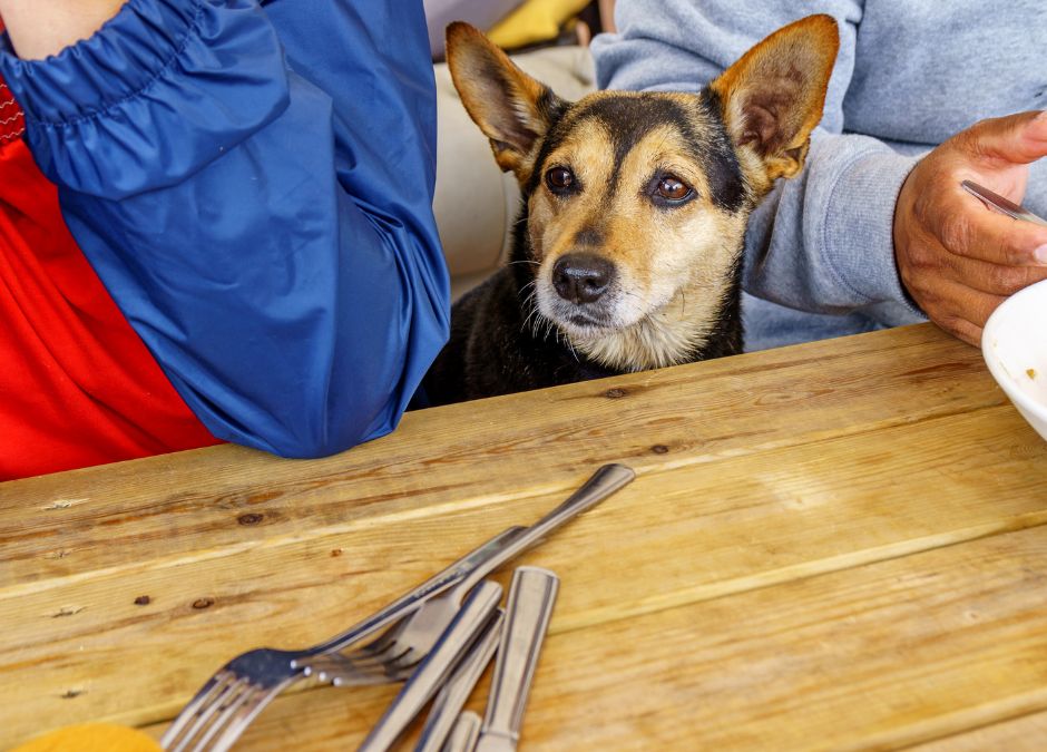 Pies wymusza jedzenie? Jak oduczyć psa żebrania przy stole.
