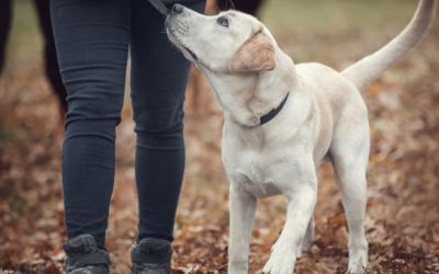 Jak nauczyć psa chodzenia przy nodze i na luźnej smyczy?