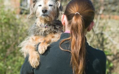 Pies po adopcji, jak go szkolić by uniknąć lęku separacyjnego?