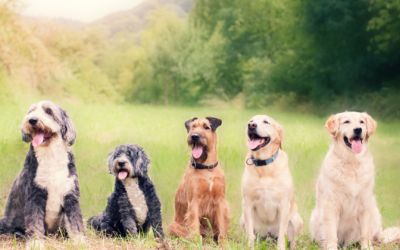 Które rasy psów żyją najkrócej i dlaczego?