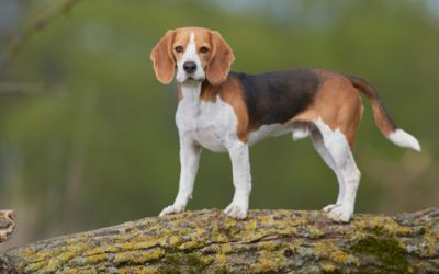 Beagle- czy to pies dla mnie? Rzetelny opis rasy.