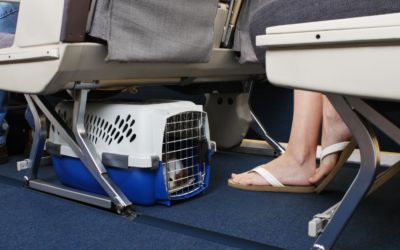 Pies w samolocie, jak go przyzwyczaić, by się nie bał?