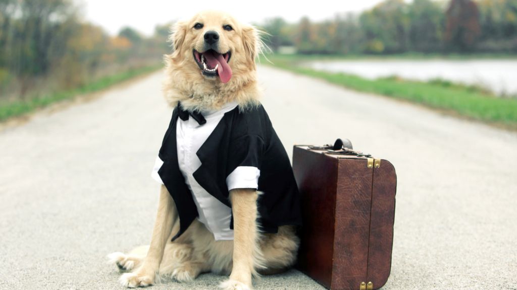 Jak legalnie wyjechać z psem za granicę?