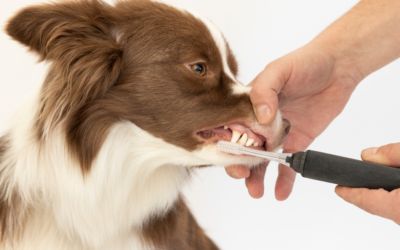 Mycie zębów psa, jak go przyzwyczaić bez awersji? Praktyczny poradnik.