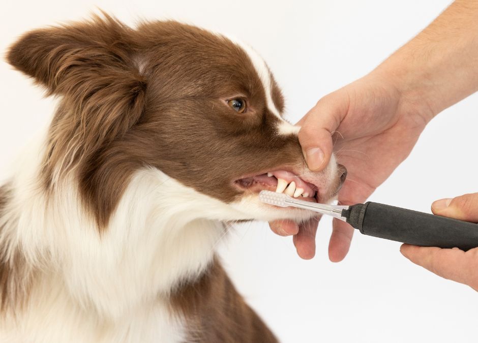 Mycie zębów psa, jak go przyzwyczaić bez awersji? Praktyczny poradnik.