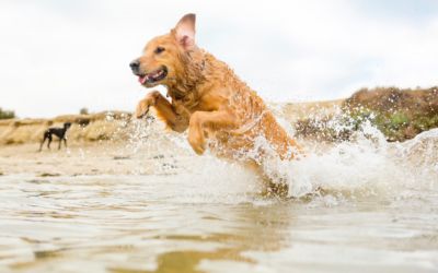 Jak nauczyć psa pływać? Czy to możliwe?