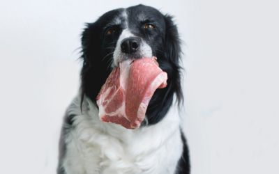 Surowe mięso dla psa – czy jest bezpieczne?