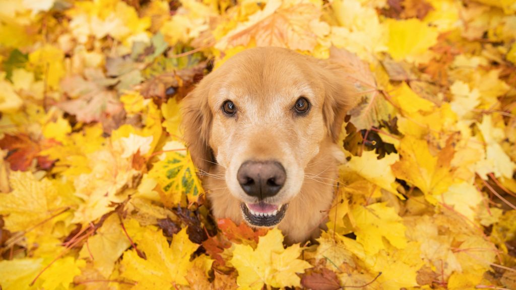 Jak dbać o psiego seniora jesienią?