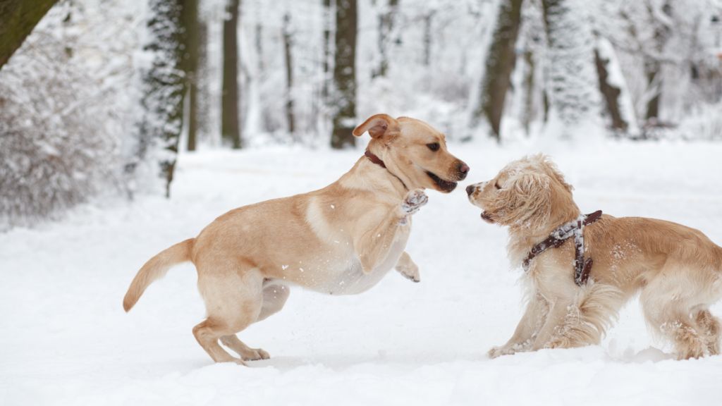 Zdrowie psa w okresie zimowym