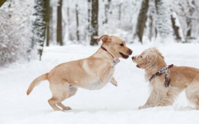 Psy podbiegacze- czy powinniśmy pozwalać psu na witanie się z każdym?
