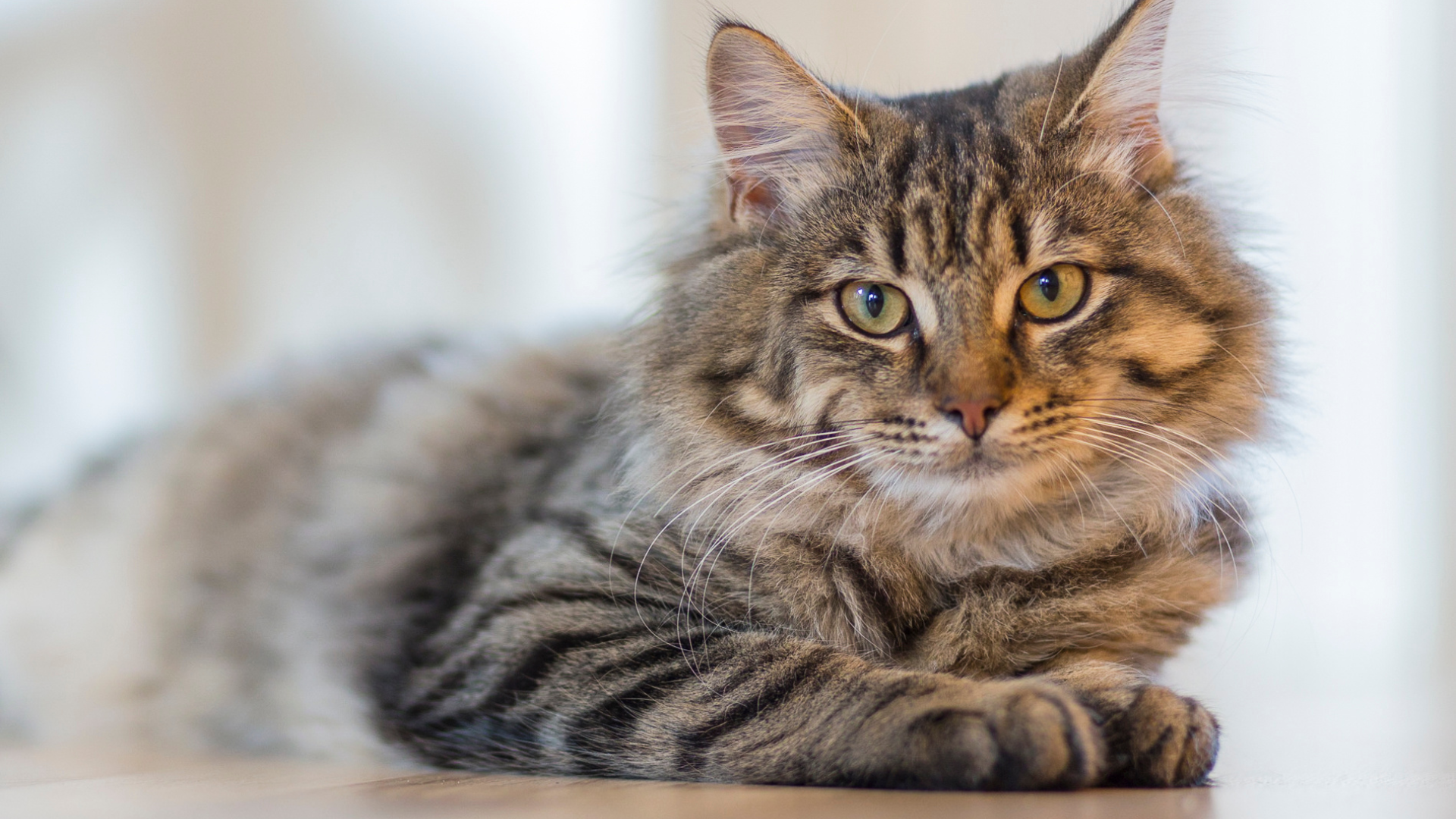 Co trzeba wiedzieć o FIP u kotów?